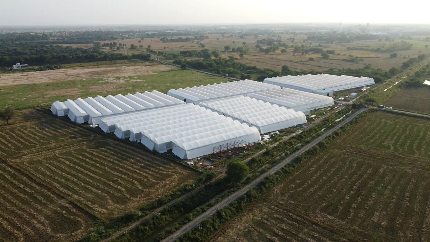 Aerial view of a gutter-connected polyhouse farm