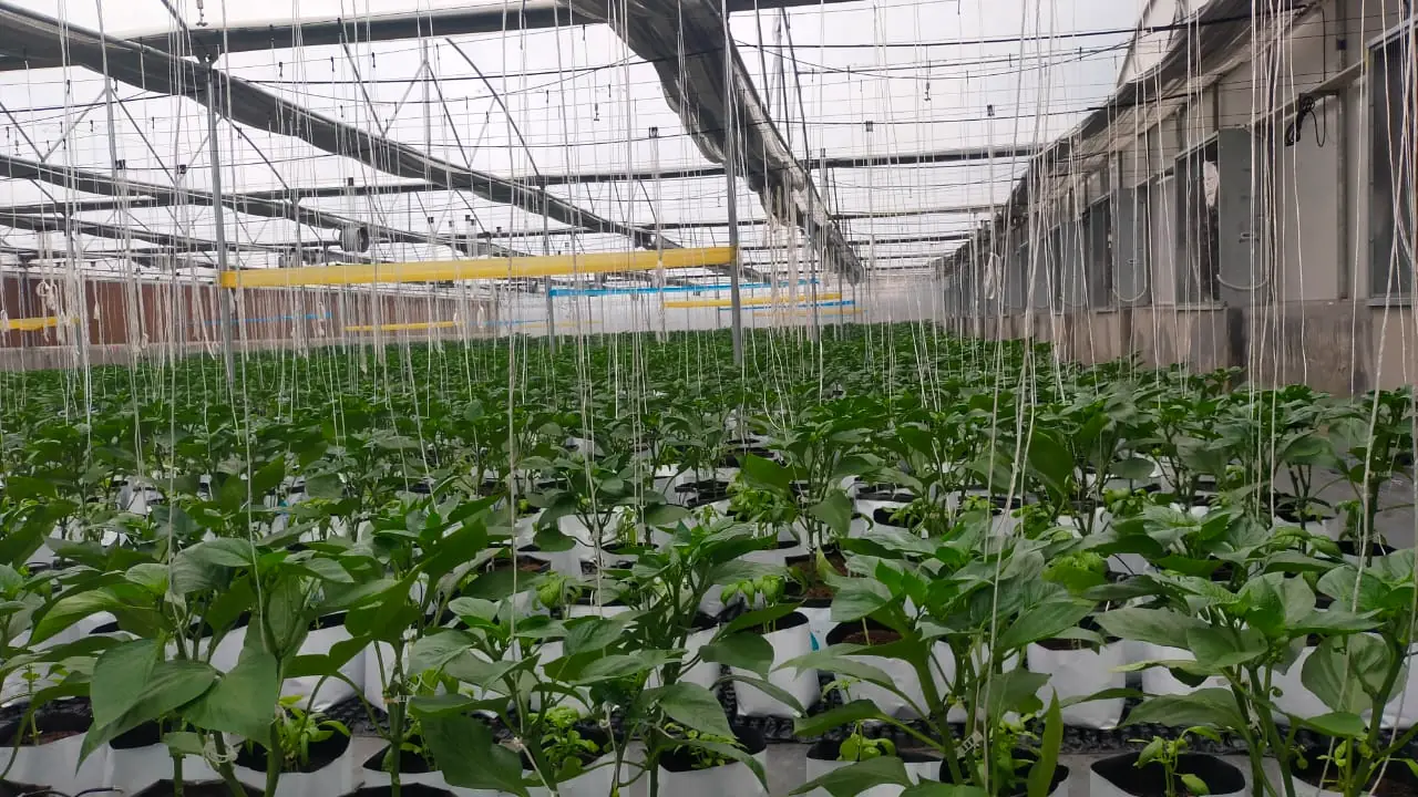 Capsicum in grow bags inside a fan-and-pad polyhouse
