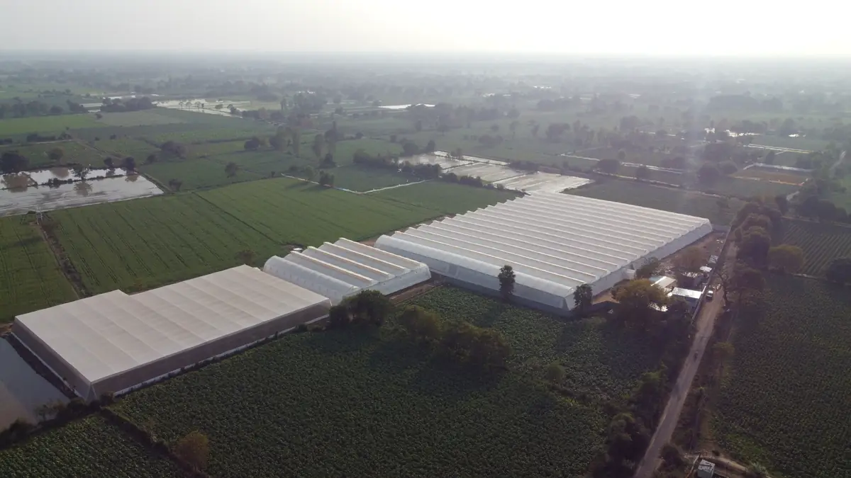 Naturally ventilated polyhouse, aerial view
