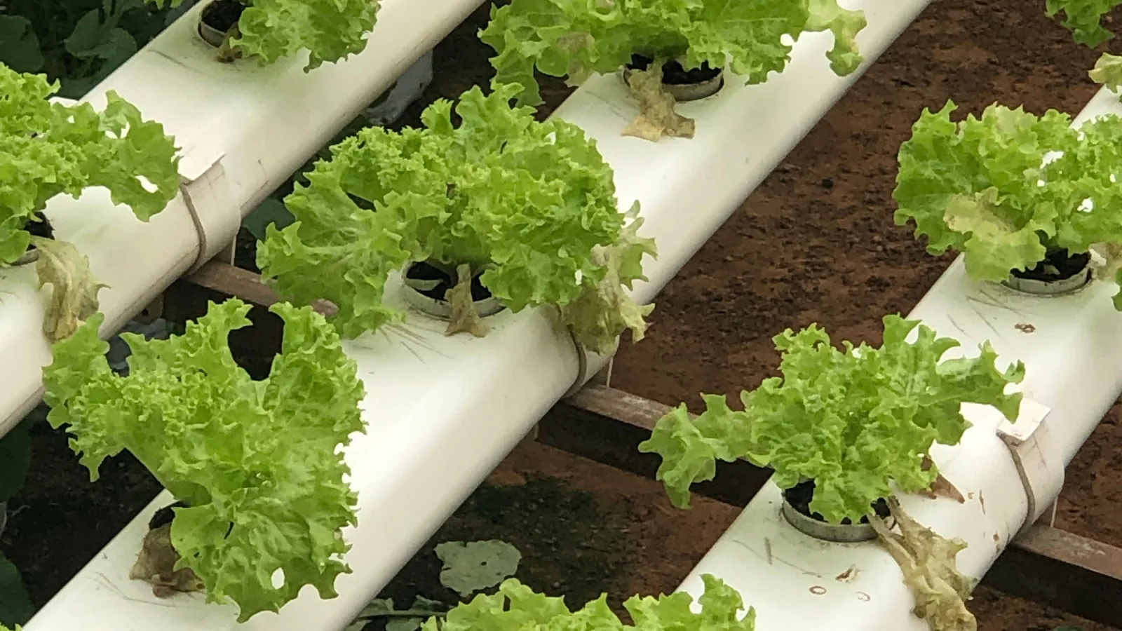 Lettuce growing in hydroponic channels